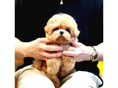 Sevecen Akıllı Maltipoo Bebekler