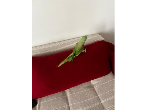 Full Evcil Alexander Papağanı 3 Yaşında