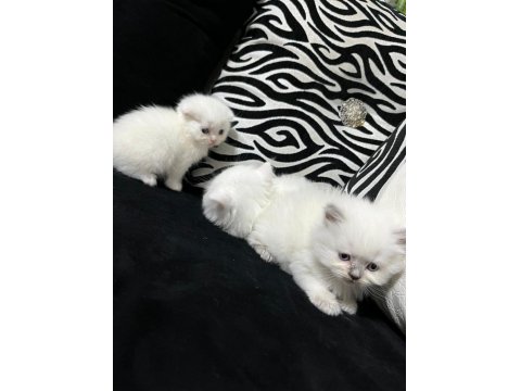 British Scottish Kedisi 2 Aylık Dişi