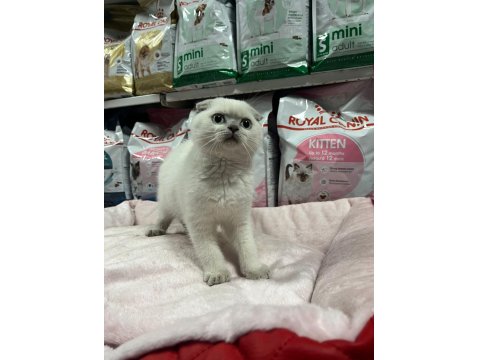 Türünün En Güzel Örneklerinden Scottish Fold Yavrularımız