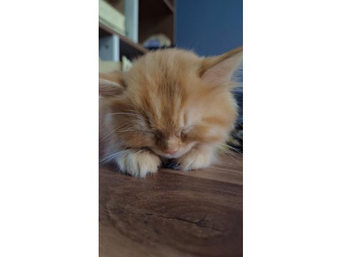 Kedim İçin Ev Arıyorum