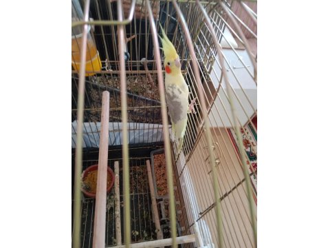 Yumurtalı Çift Sultan Papağanlar