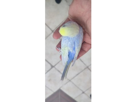 35 Günlük Rainbow Muhabbet Kuşlar