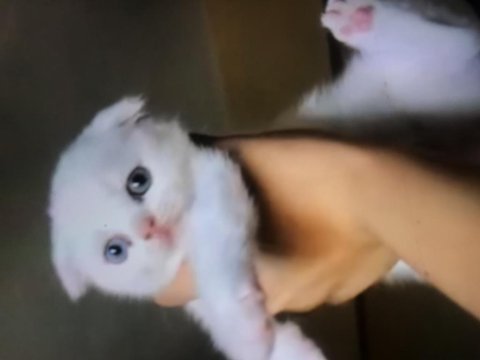 Acil Sahiplendirilecek 3 Aylık Scottish