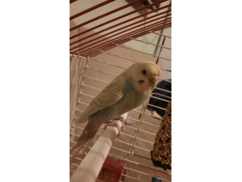 Jumbo Dişi Muhabbet Kuşu