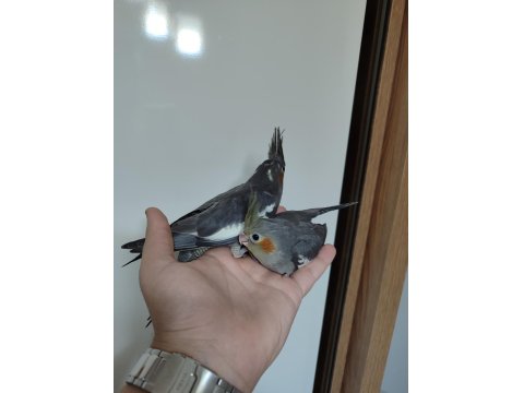 30 Günlük Sultan Papağanı