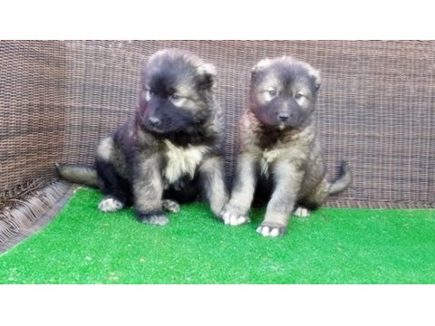 Kafkas Çoban Köpeği