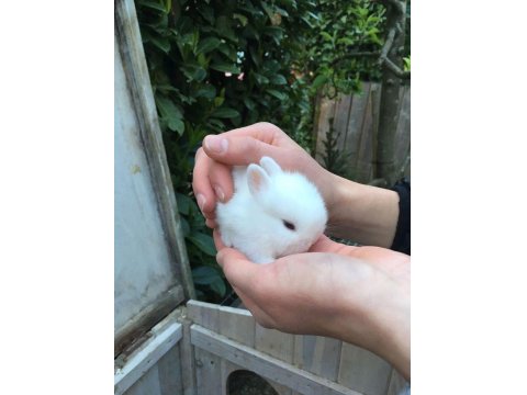 Sevimli Cüce Tavşan Yavru