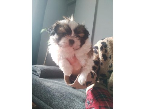 Shih Tzu Dişi Erkek 0 Numara Yavrular