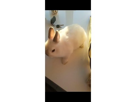 Hollanda Cuce Tavsan