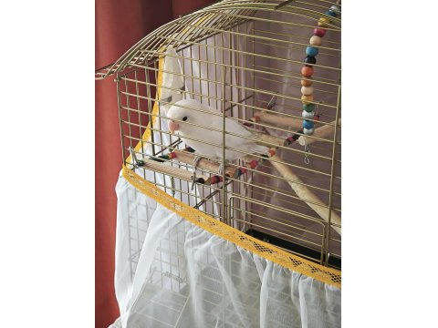 Acil Satılık Albino Cennet Papağanı