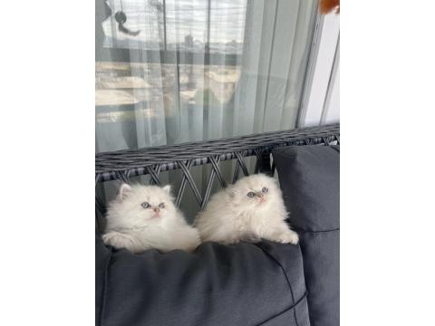 A Kalite British Bebekler