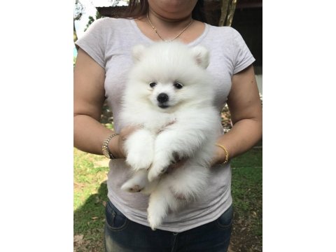 Irk Garantili Pomeranian Yavruları