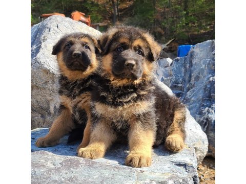 Alman Çoban Köpeği Yavruları