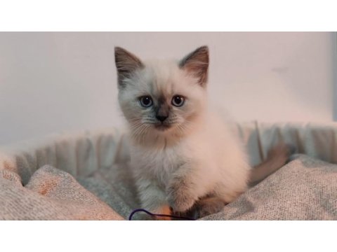 İki Farklı Rüya, Tek Bir Yuva: Seçkin Ragdoll Ve Scottish Fold Yavruları