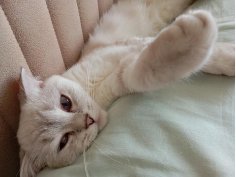 Kedim Mila Yeni Yuvasını Arıyor