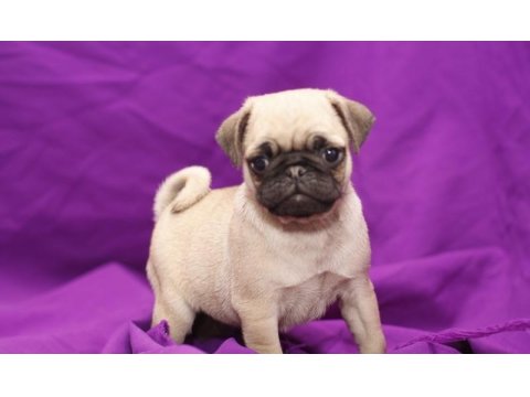 Irk Garantili Pug Yavruları