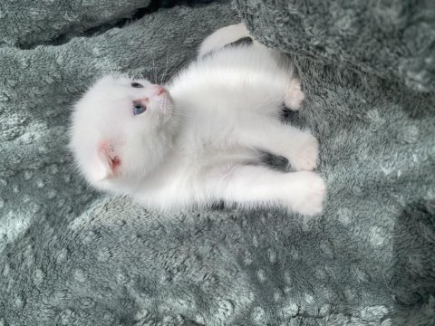 Maviş Yavru 35 Günlük Erkek Kedimiz Kar Tapu