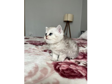 Ns 11 Ve Silver Tabby British Shorthair Yavrular