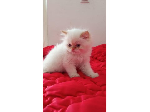 İran Kedisi 2 Aylık Yavrular