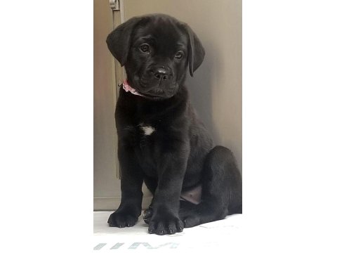Sağlık Ve Irk Garantili Cane Corso Köpekleri