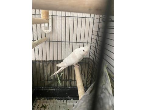 Damızlık Sultan Papağanı