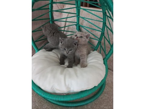 Minik British Shorthair Bebeler
