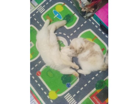 Ağustos 2024 Doğumlu Bir Dişi Bir Erkek Scottish Blue Point