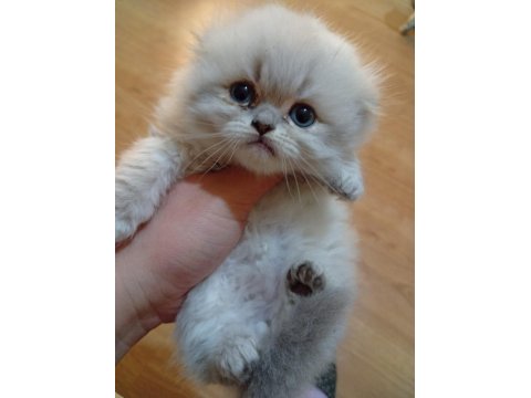 Longhair Ve Shorthair Tabby Yavru Kedilerimiz