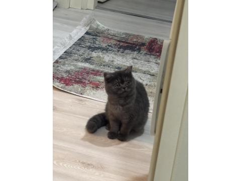 5-6 Aylık Dişi British Shorthair