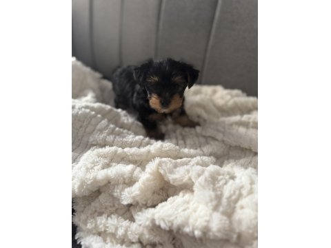 Yorkshire Terrier Yavru Köpeğim