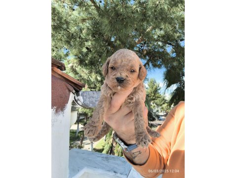 Sevimli Poodle Yavruları Yeni Yuvaya Gitmeye Hazır
