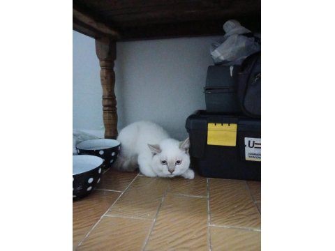 Britsh Shorthair Kedimiz