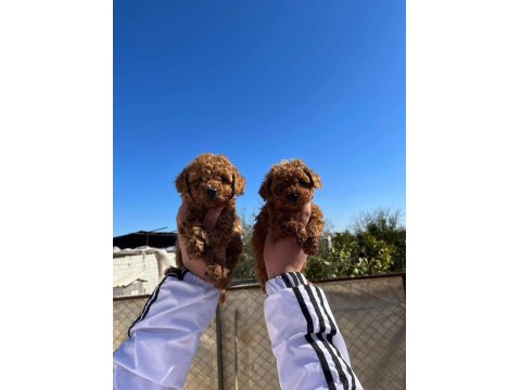 Irk Ve Sağlık Garantili Kore Red Toy Poodle Bebekler