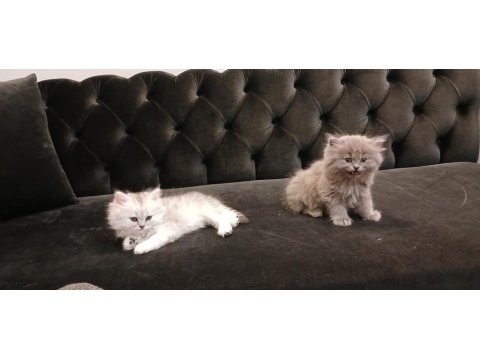 British Shorthair Yavrularımız