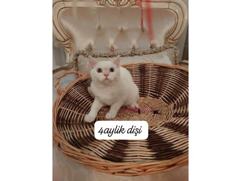 British Shorthair Prenses Uyguna Verilecek