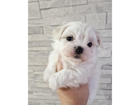 Irk Ve Sağlık Garantili Pamuk Maltese Bebekler