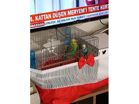 Jumbo Vasıflı Muhabbet Kuşu Takım Yavrulu