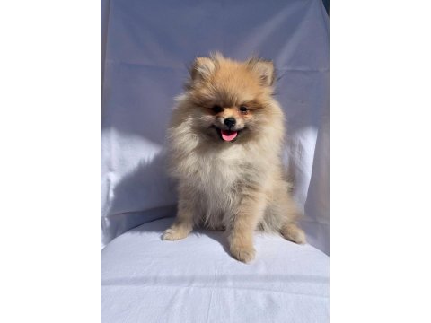 Türkiye'nin En Seçkin Pomeranian Spitz Boy Kilo Garantili Yavruları