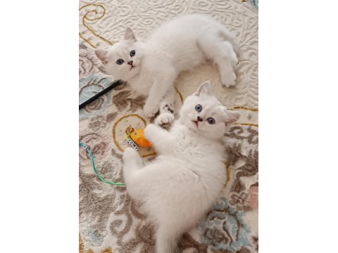 Ayı Surat British Dişi