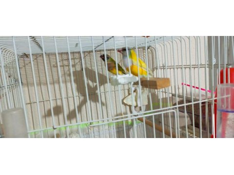 Bir Çift Yavru Yumurta Garantili Golden Finch