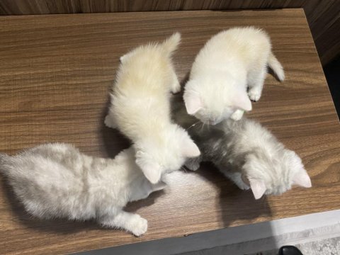 A Kalite British Shorthair Bebeklerim