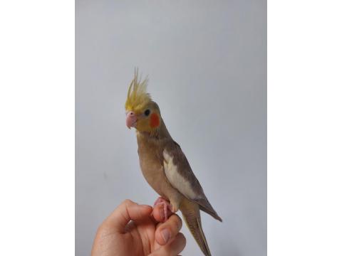 El Besleme Yavru Sultan Papağanı