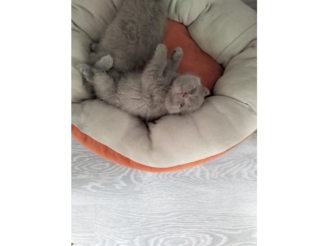 Scottish Fold Lilac Erkek