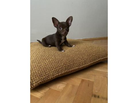 Chihuahua (Şivava) 2,5 Aylık Erkek