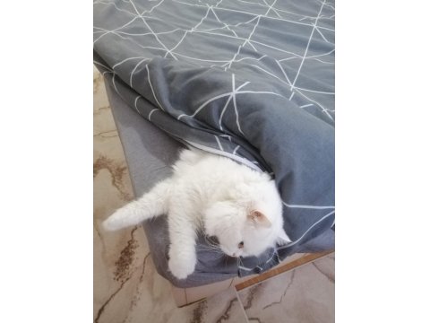 Chinchilla Erkek Kedimize Dişi Kedi Arıyoruz