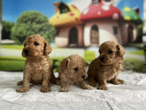 Maltipoo Cinsi Yavru