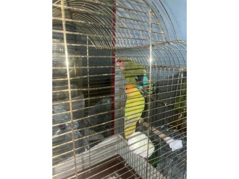 Dişi Ve Erkek Yetişkin Kafesi İle Sevda Papağanı