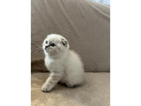 Scottish Fold Erkek Bebek