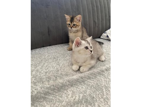 Yavru Kedilerimize Yuva Arıyoruz